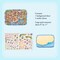 Capybara Beach Sticker Scene, Large Size Isometric 3D Stickers, Adorabilities